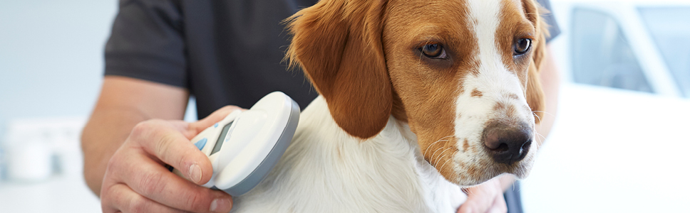 The importance of microchipping your pet